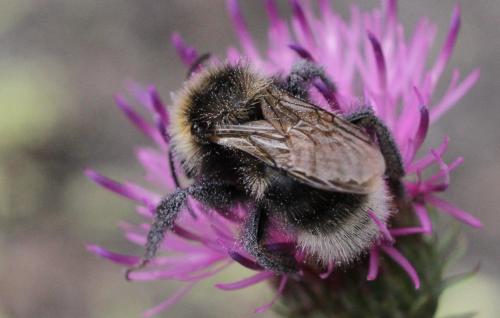 Bombus sp.